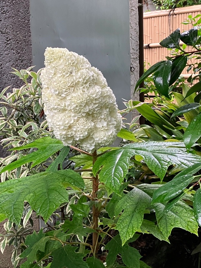 紫陽花　とても大きな花でした‼️癒されました