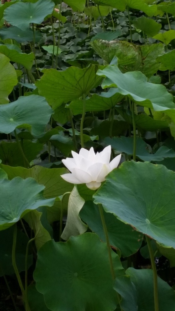 今日は夏至