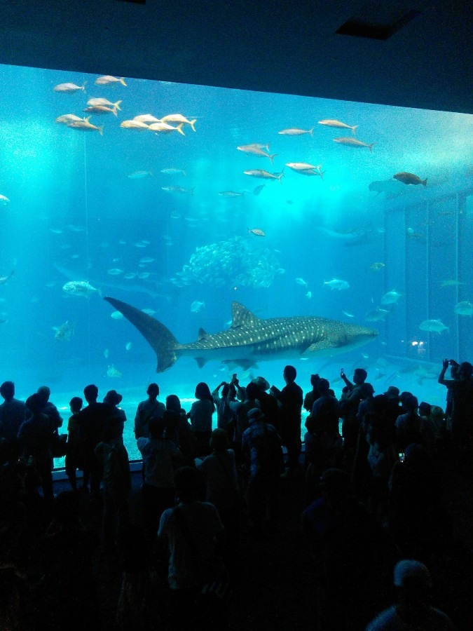 沖縄梅雨明けだってねーコロナ前の美ら海水族館