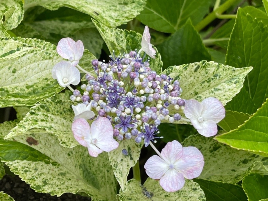 お向かいさんちの紫陽花　②