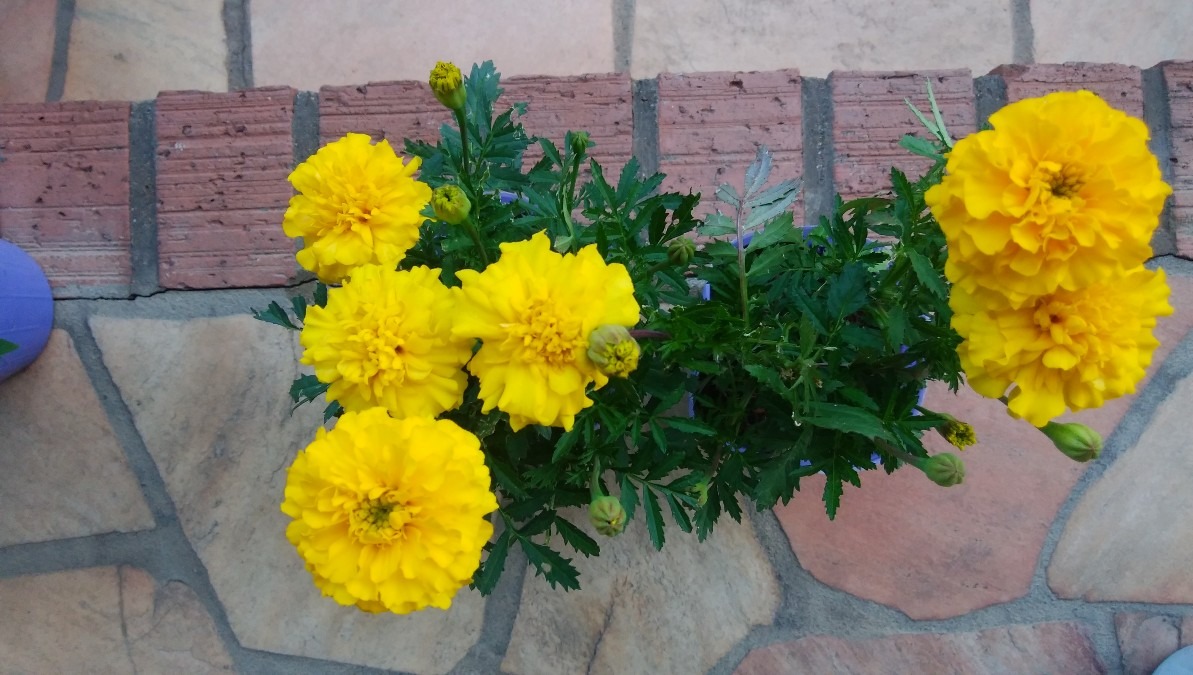 黄色お花です！