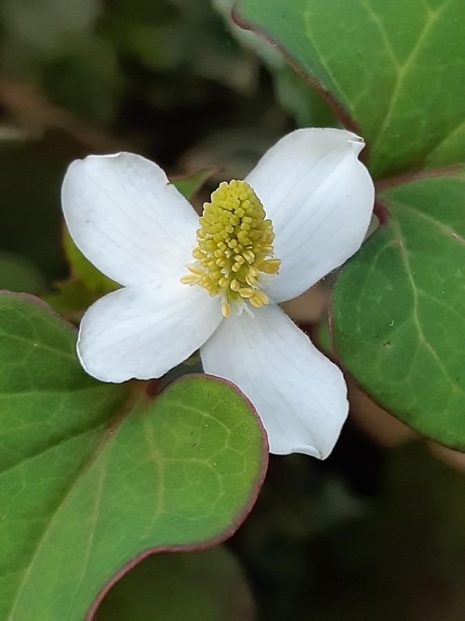 どくだみの花