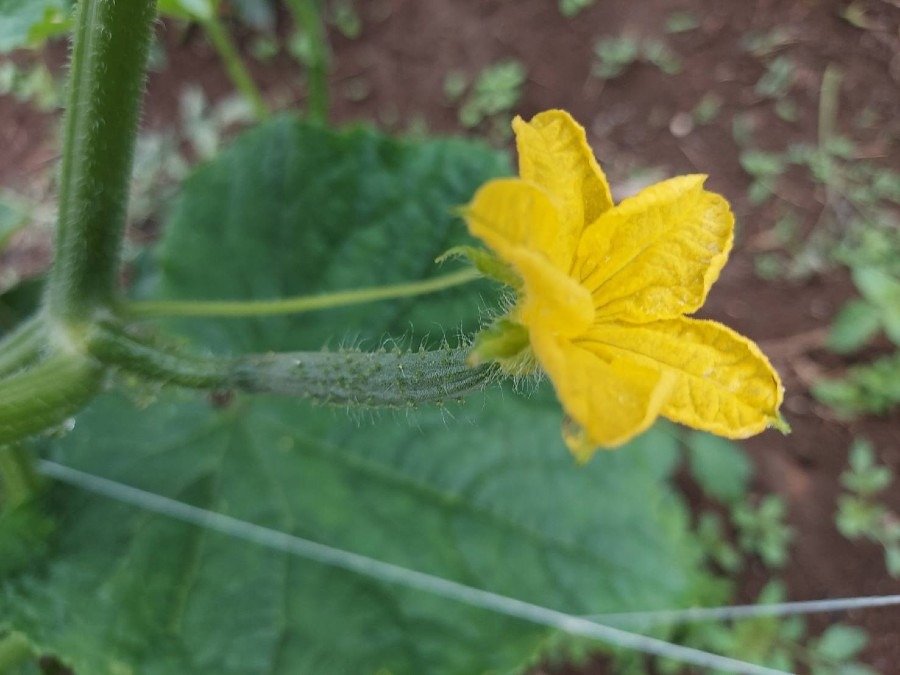 家庭菜園の花(キュウリ🌼)