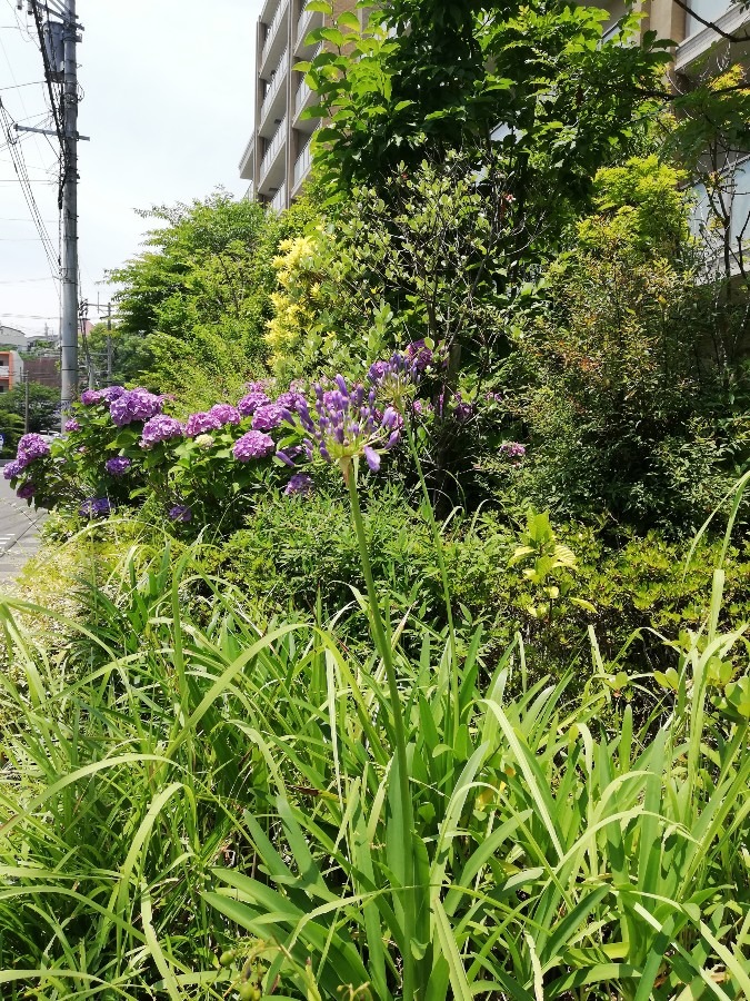 🌳みどり☘️