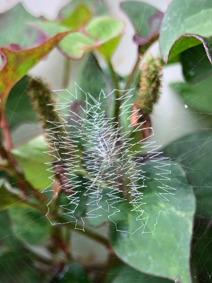 かくれんぼ🕷