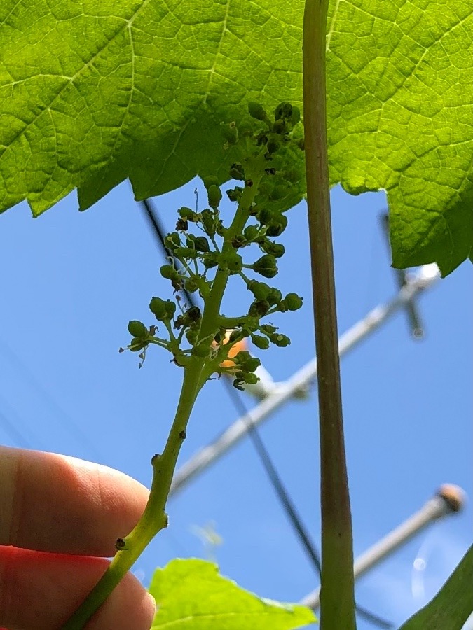 ❤️型の葡萄🍇