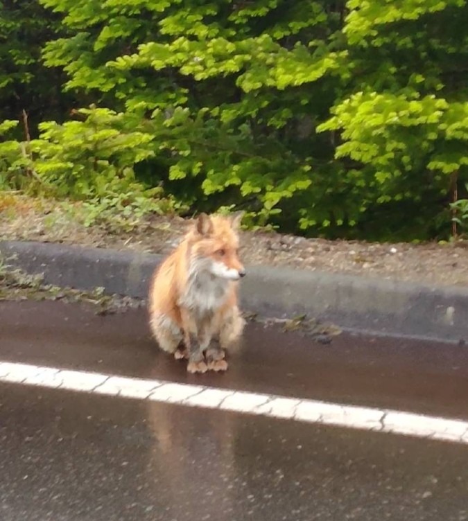 雨の中のキタキツネ