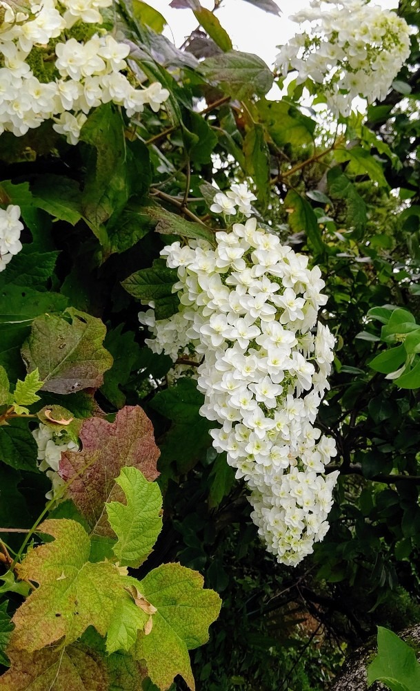 柏葉紫陽花(カシワバアジサイ)