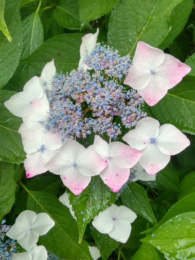 今日の紫陽花