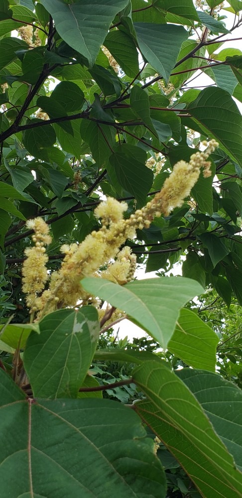 花粒が変身‼️