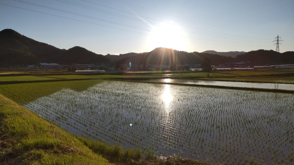 夕日に照らされた田んぼ