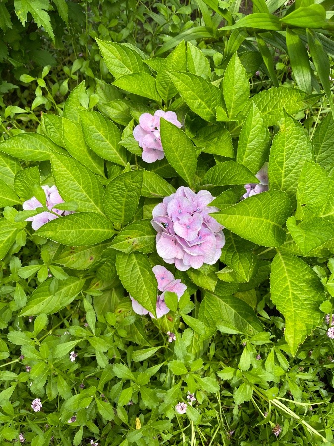 かわいい紫陽花