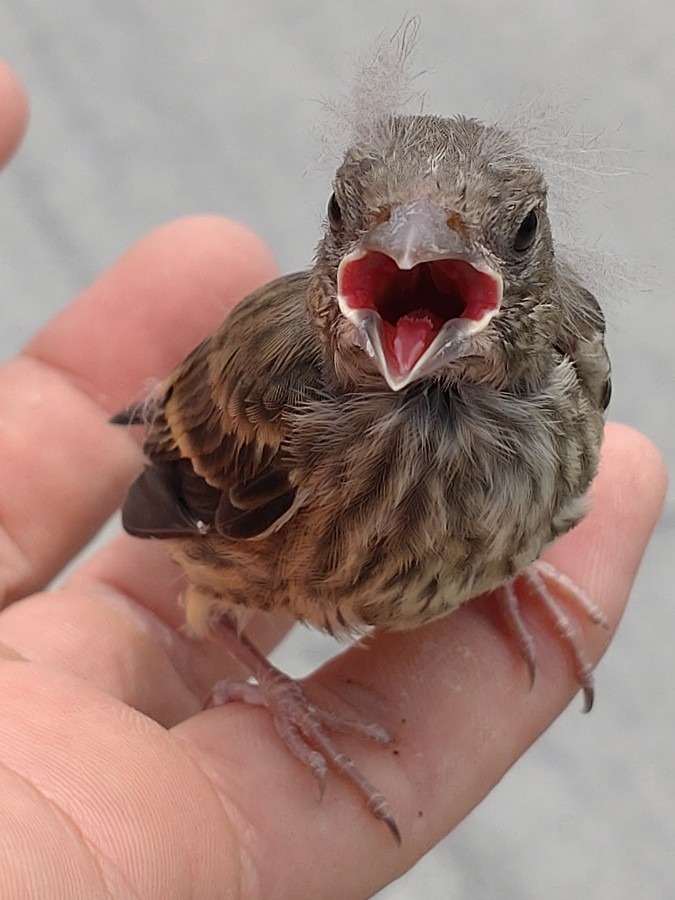 野生の小鳥