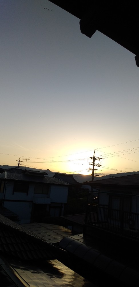 夕空と鳥