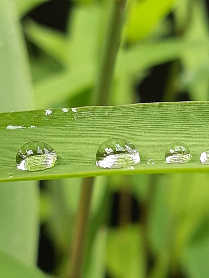 水玉