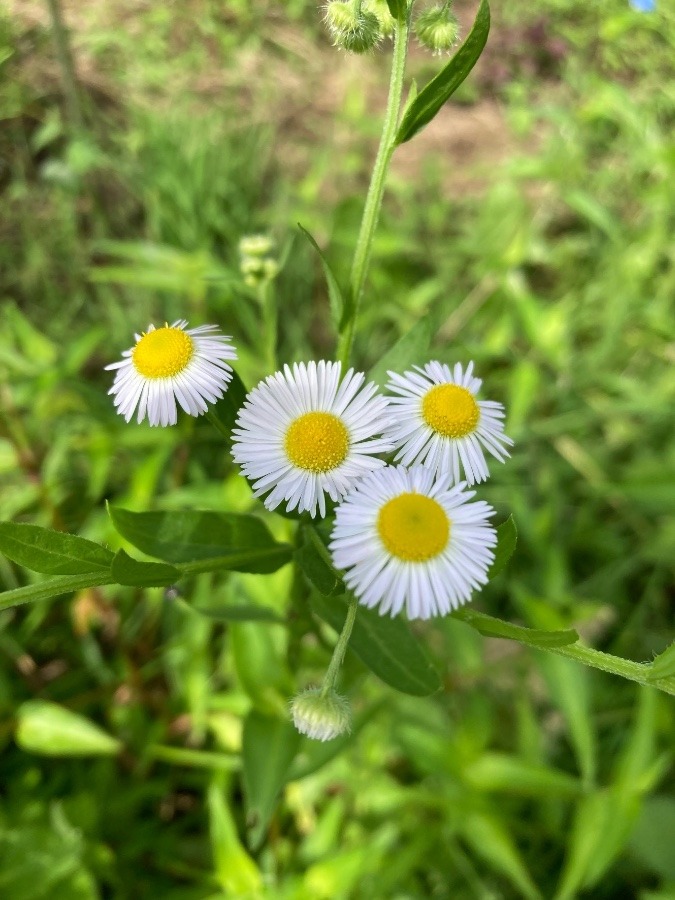 ✨あっかんべーの花✨