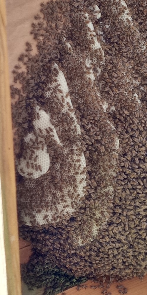 無防備なみつばち🐝（その後）