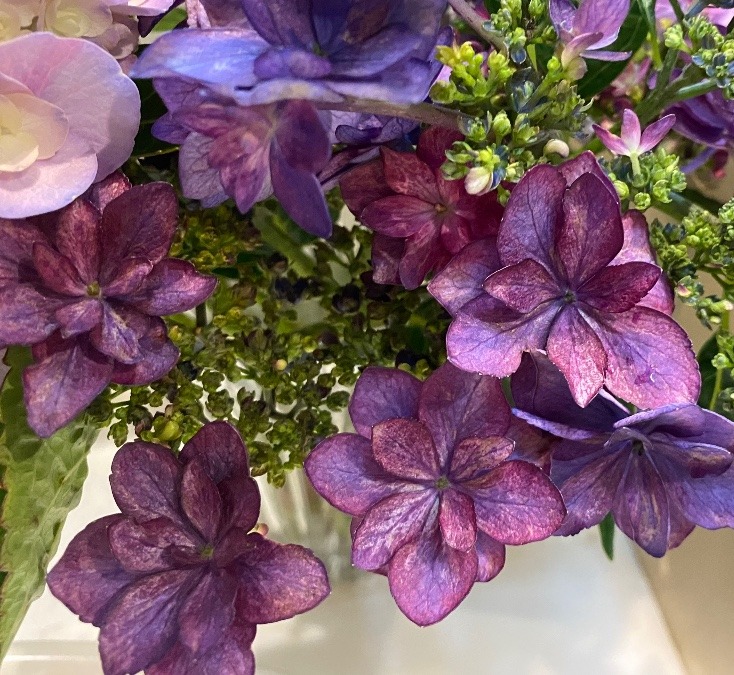 珍しい花色の紫陽花