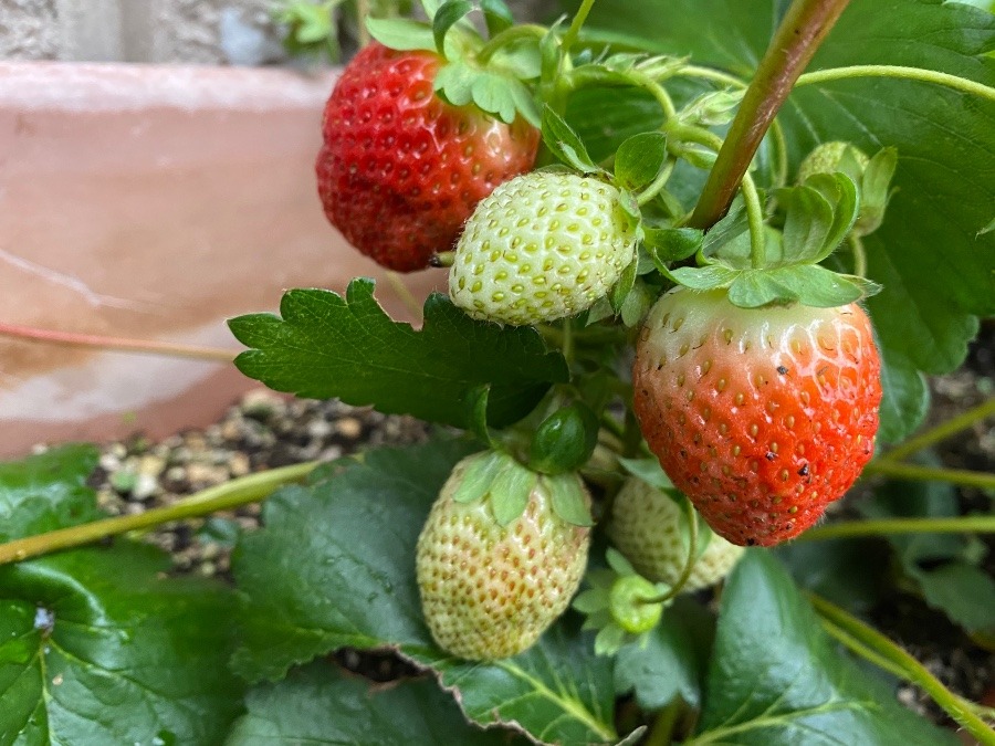 家のプランターでできたいちご🍓