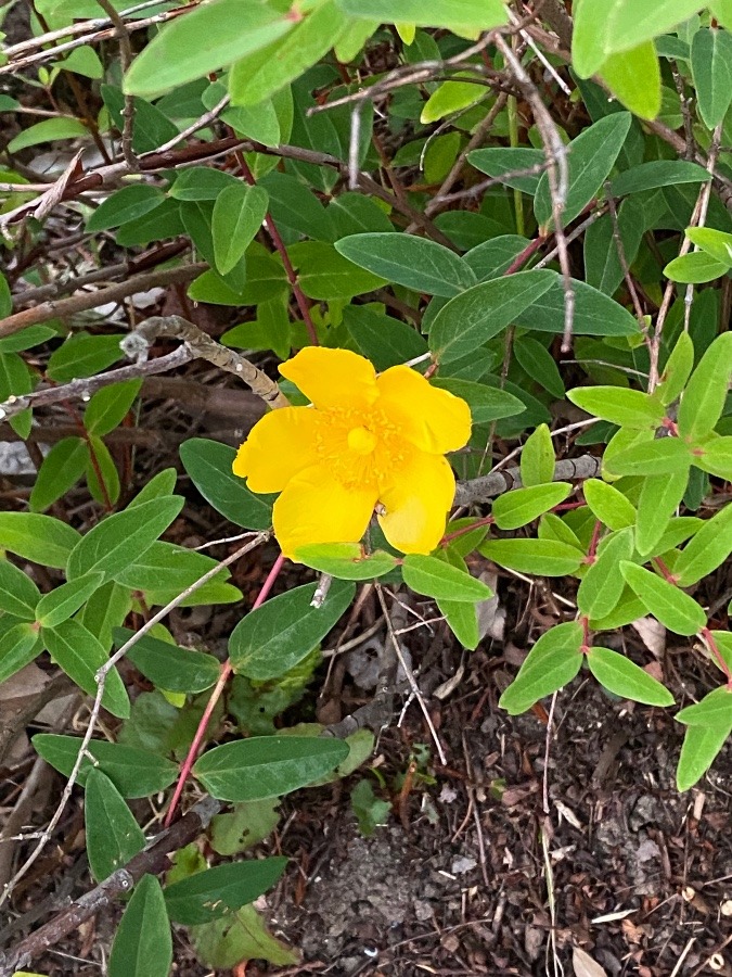 散歩コースの花🌸‼️