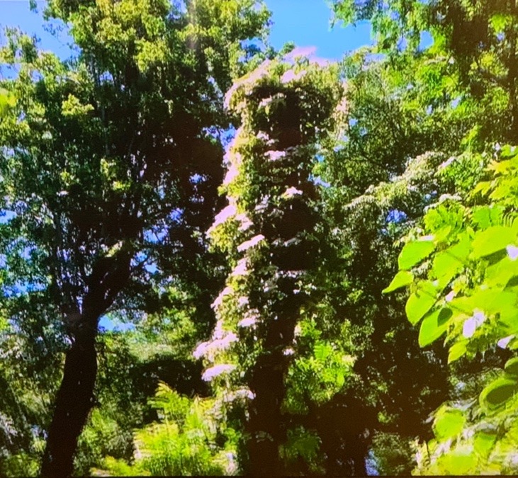 知ってる？これ、紫陽花