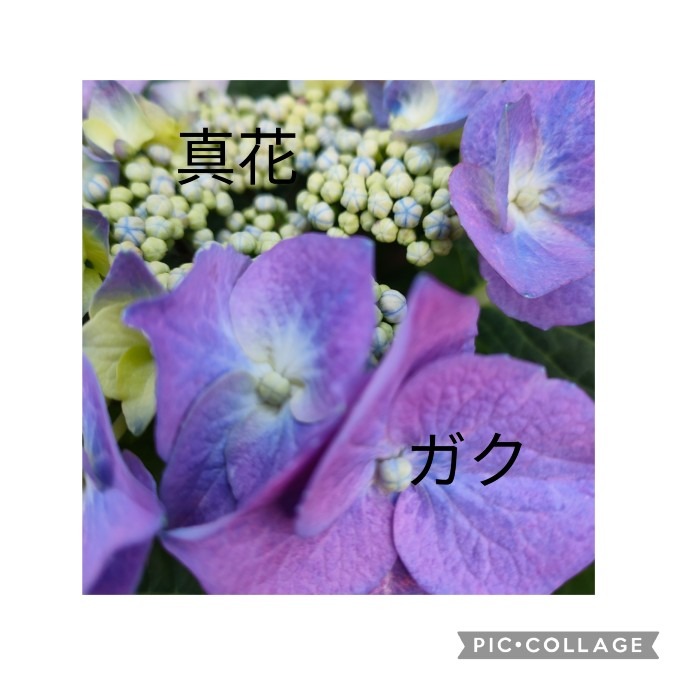 紫陽花の花はどの部分❓