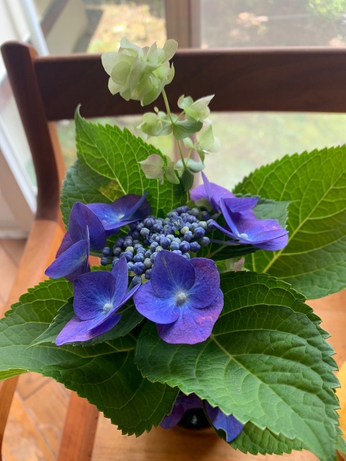 紫陽花
