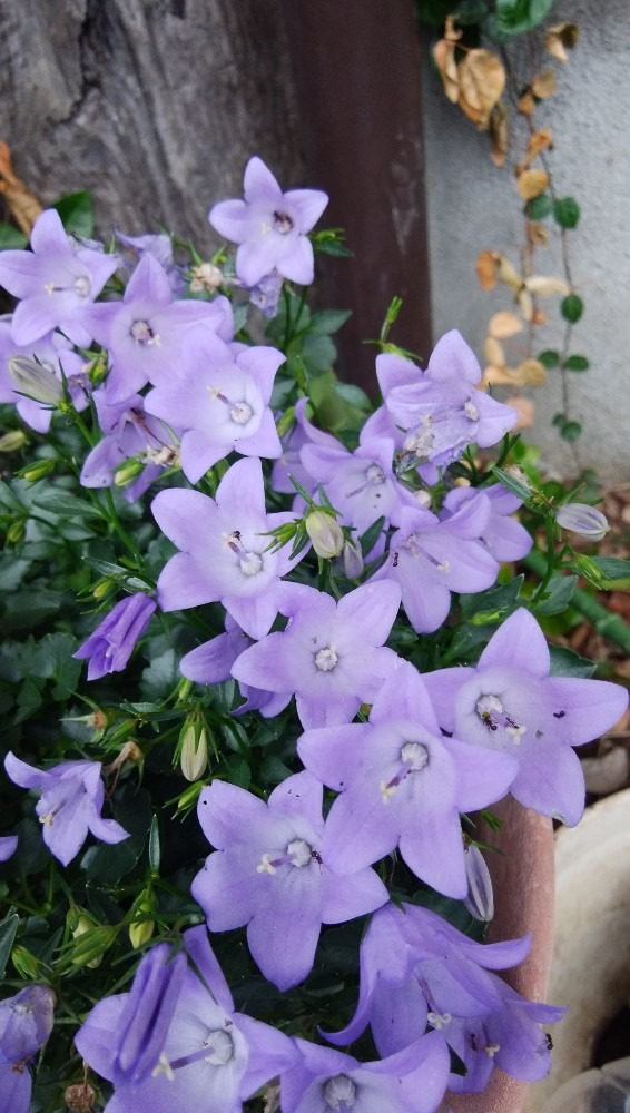 紫色の、お花も、ステキ！