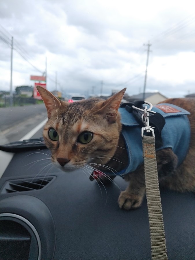 今朝のルルしゃん🐱