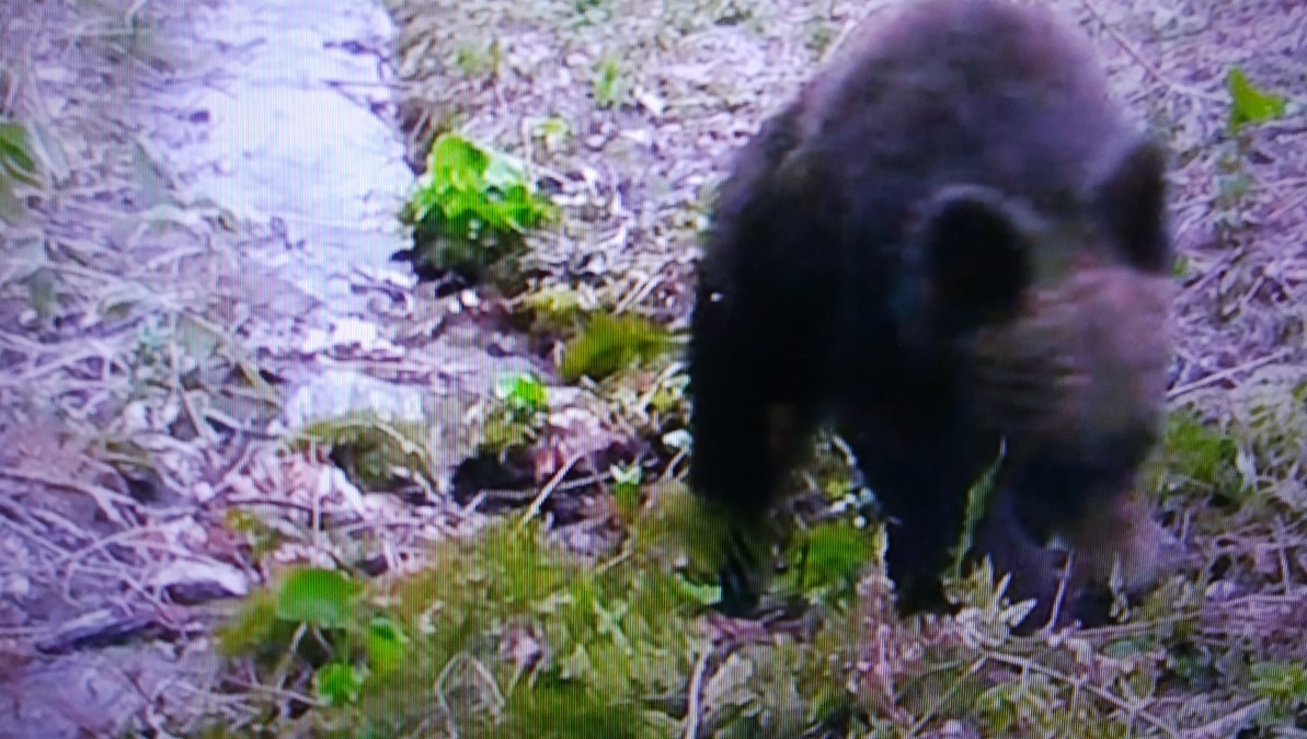 クマさん！