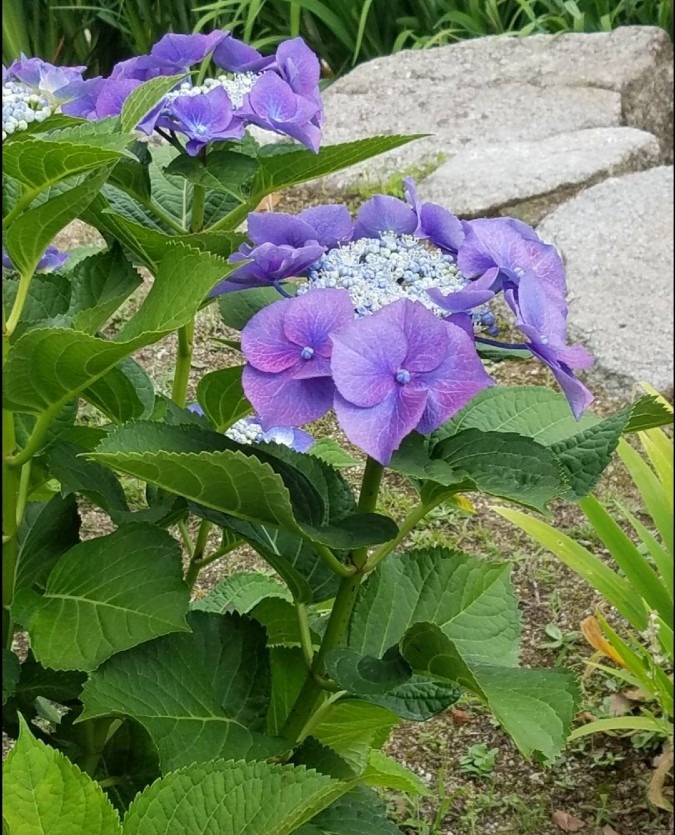 紫陽花の花は雨に彩る