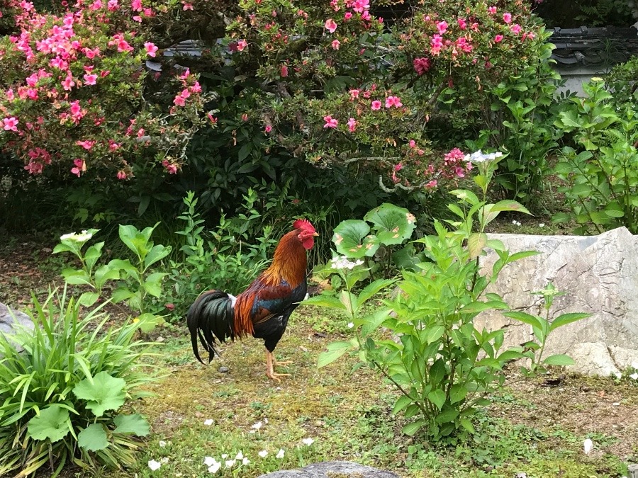 観音寺さんに鶏がいてビックリ‼️