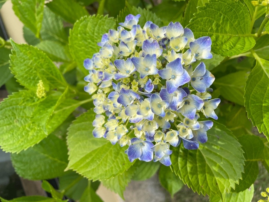 小さな花火✨