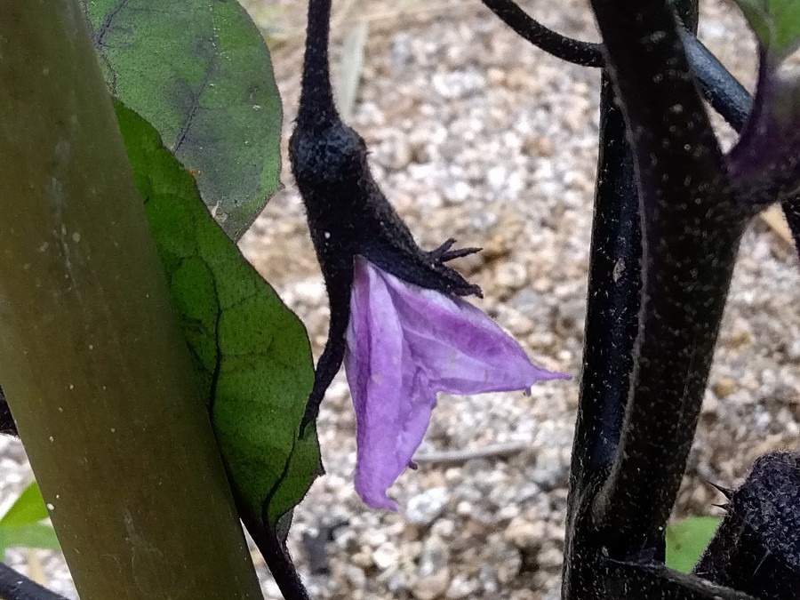 なすびの花💜