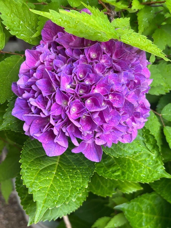 紫陽花✨