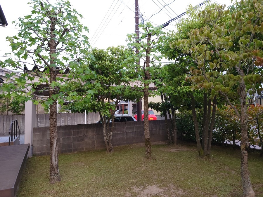 🌳庭の剪定🌳