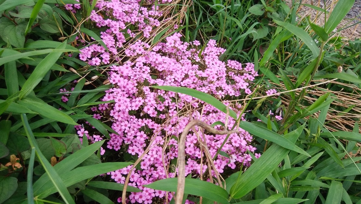 小さな小さな、お花です！