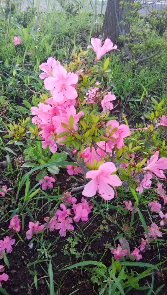 季節の、お花、畑です！