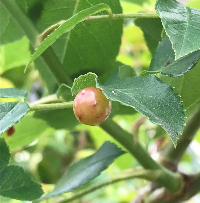 何だろう⁉️