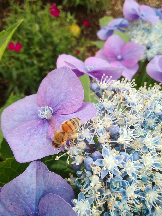 紫陽花とミツバチ