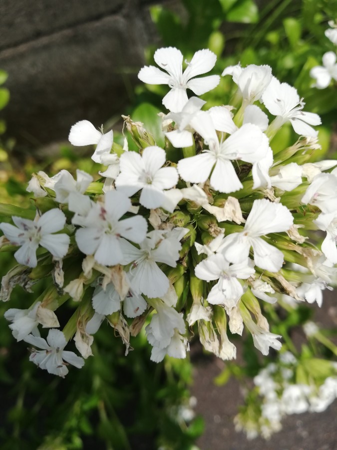 白い花🌼!