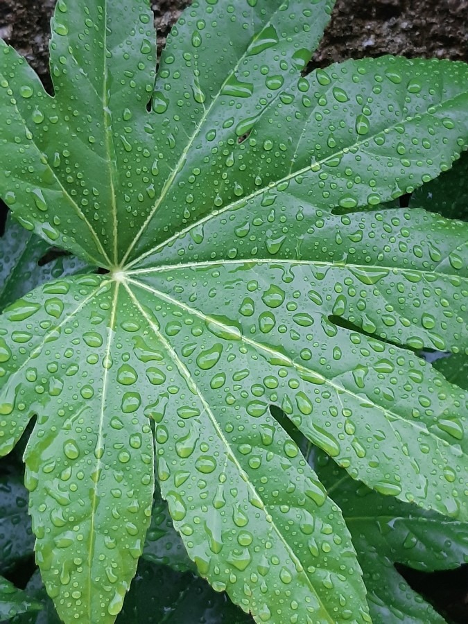 雨