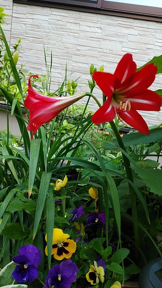 アマリリスの花