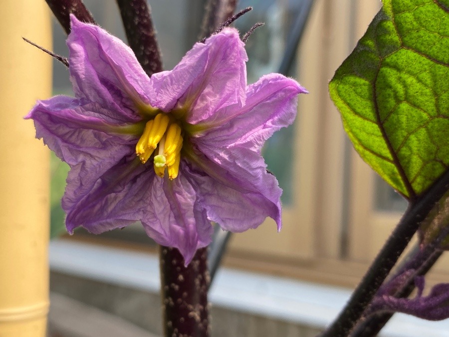 花倶楽部　茄子