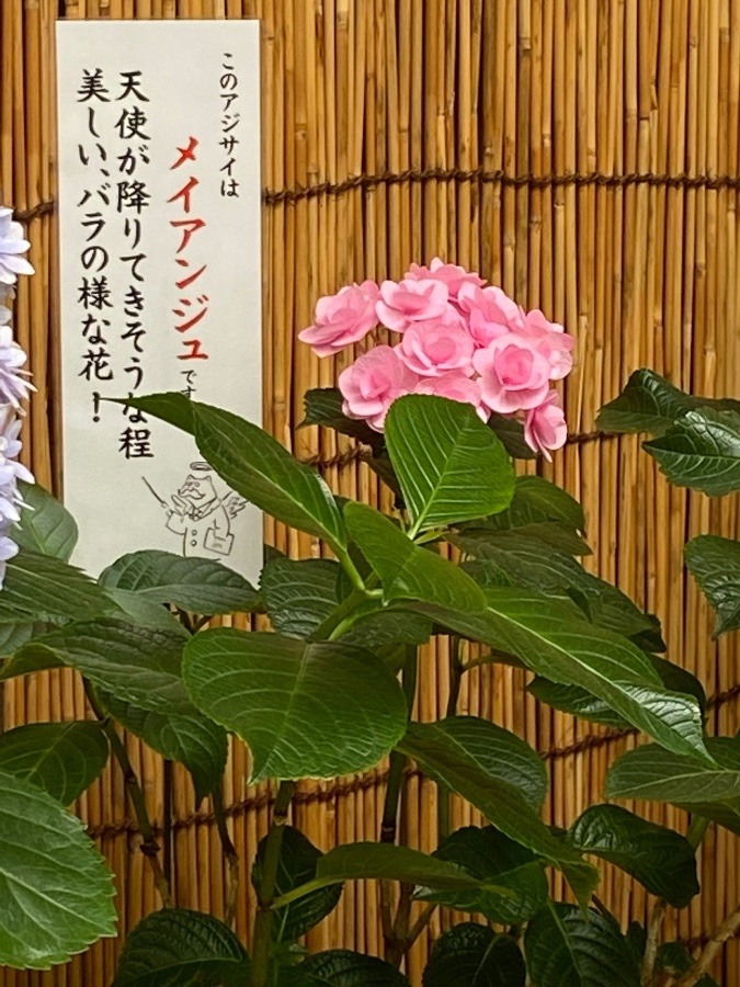 紫陽花７