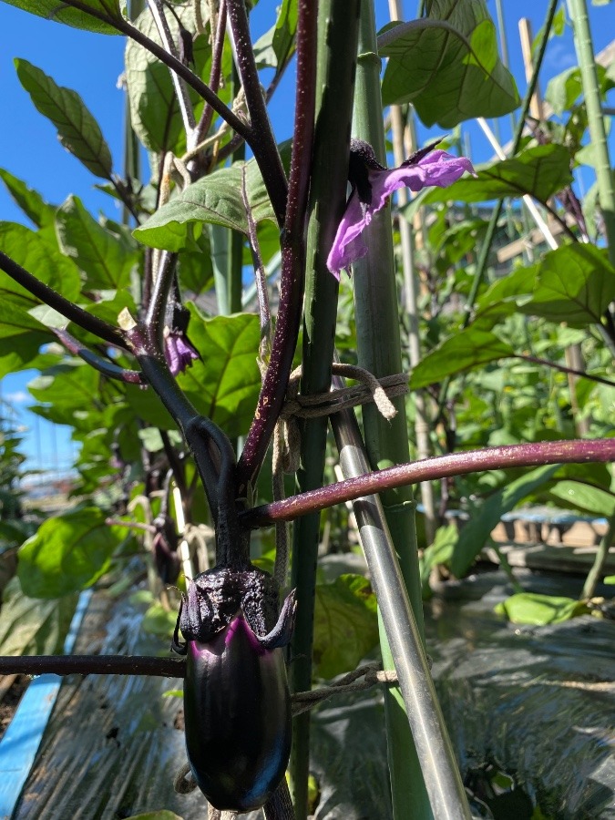 家庭菜園　茄子