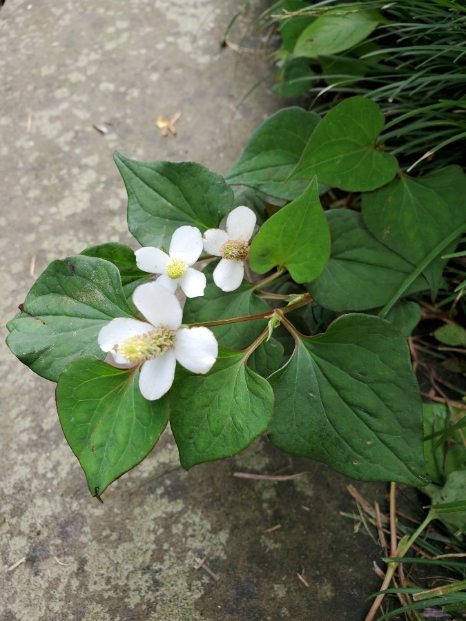 どくだみの花  でも清楚