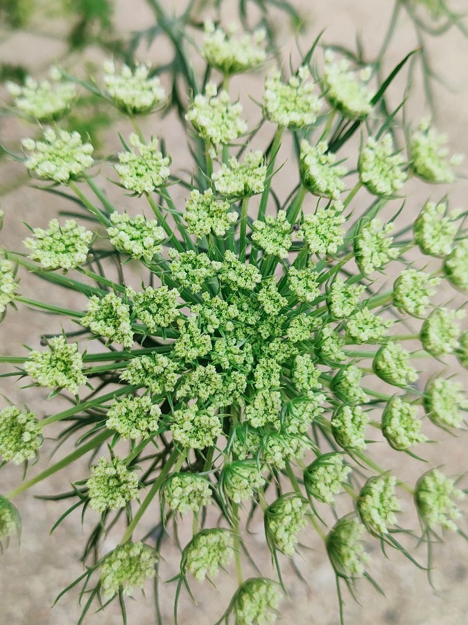 ニンジンの花は食べれます💖