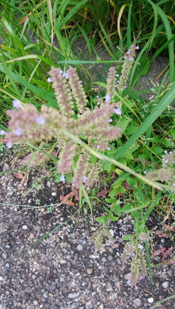 珍しい、植物です！