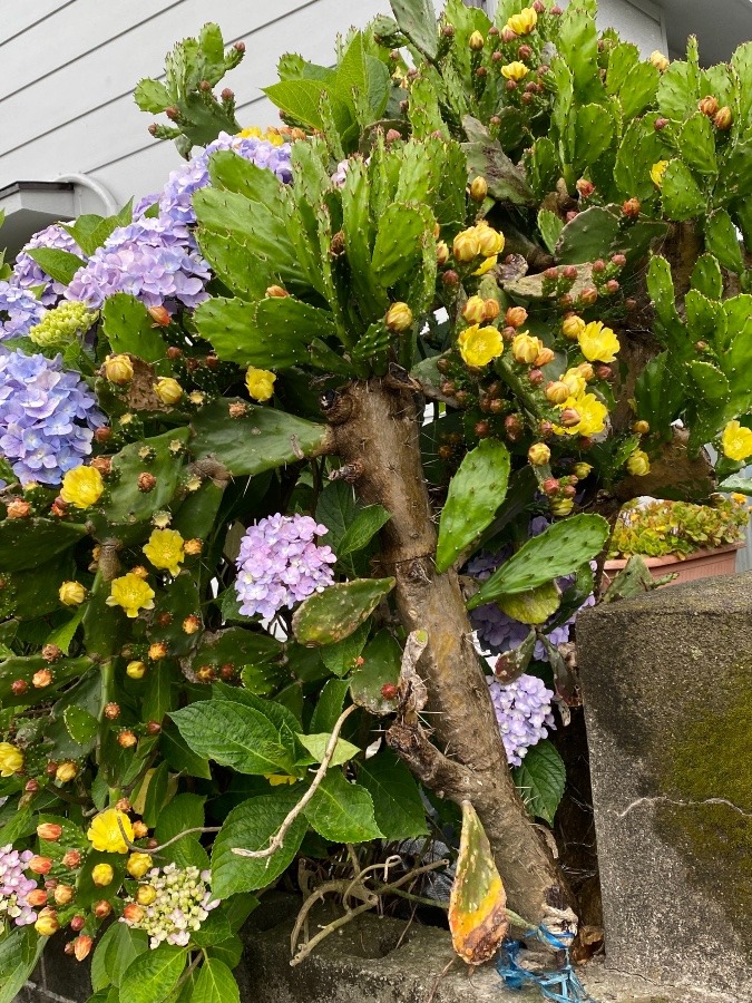 以前見つけたサボテンの花❣️